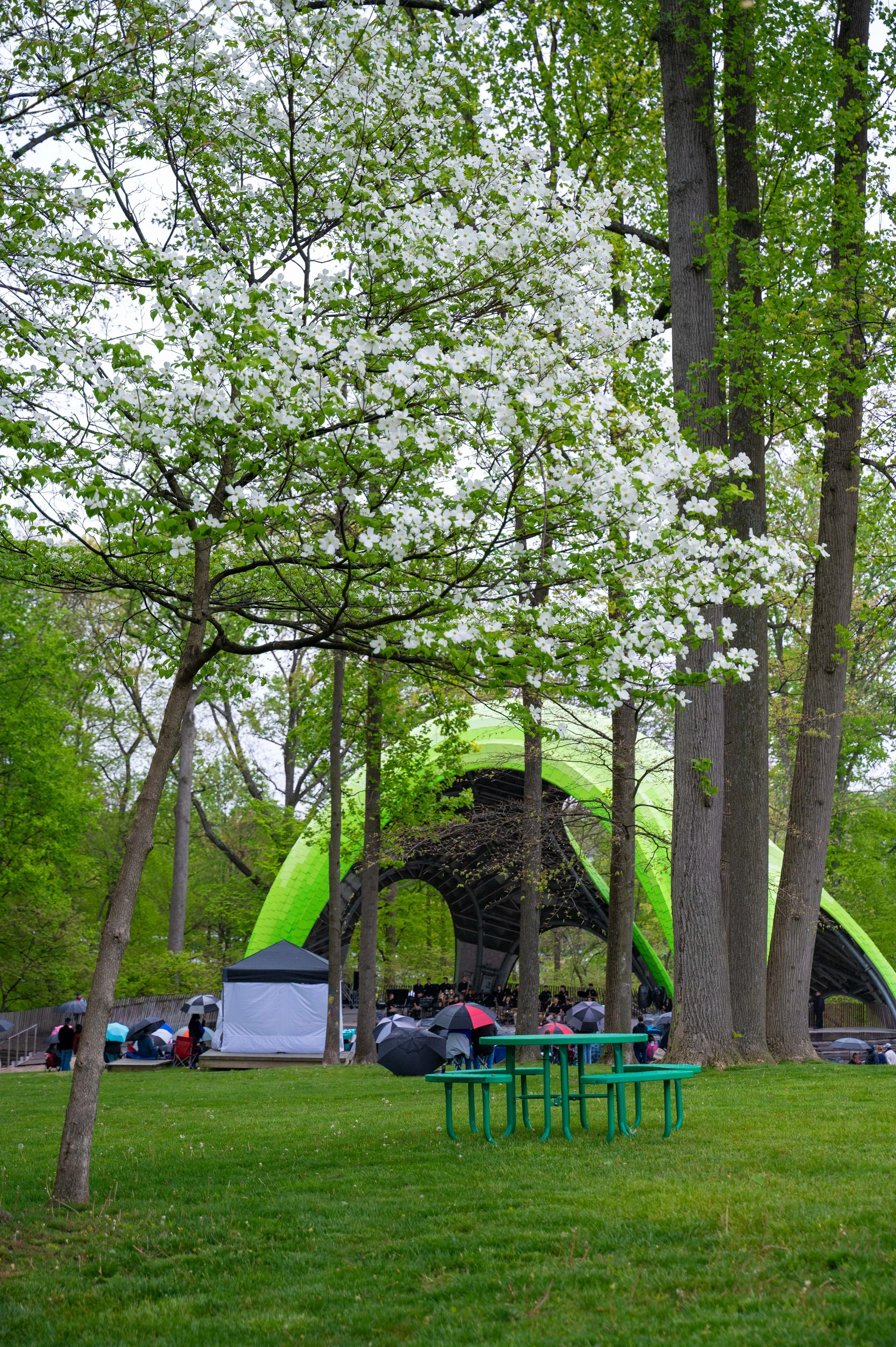 20240427 Jazz in Woods-1232.jpg