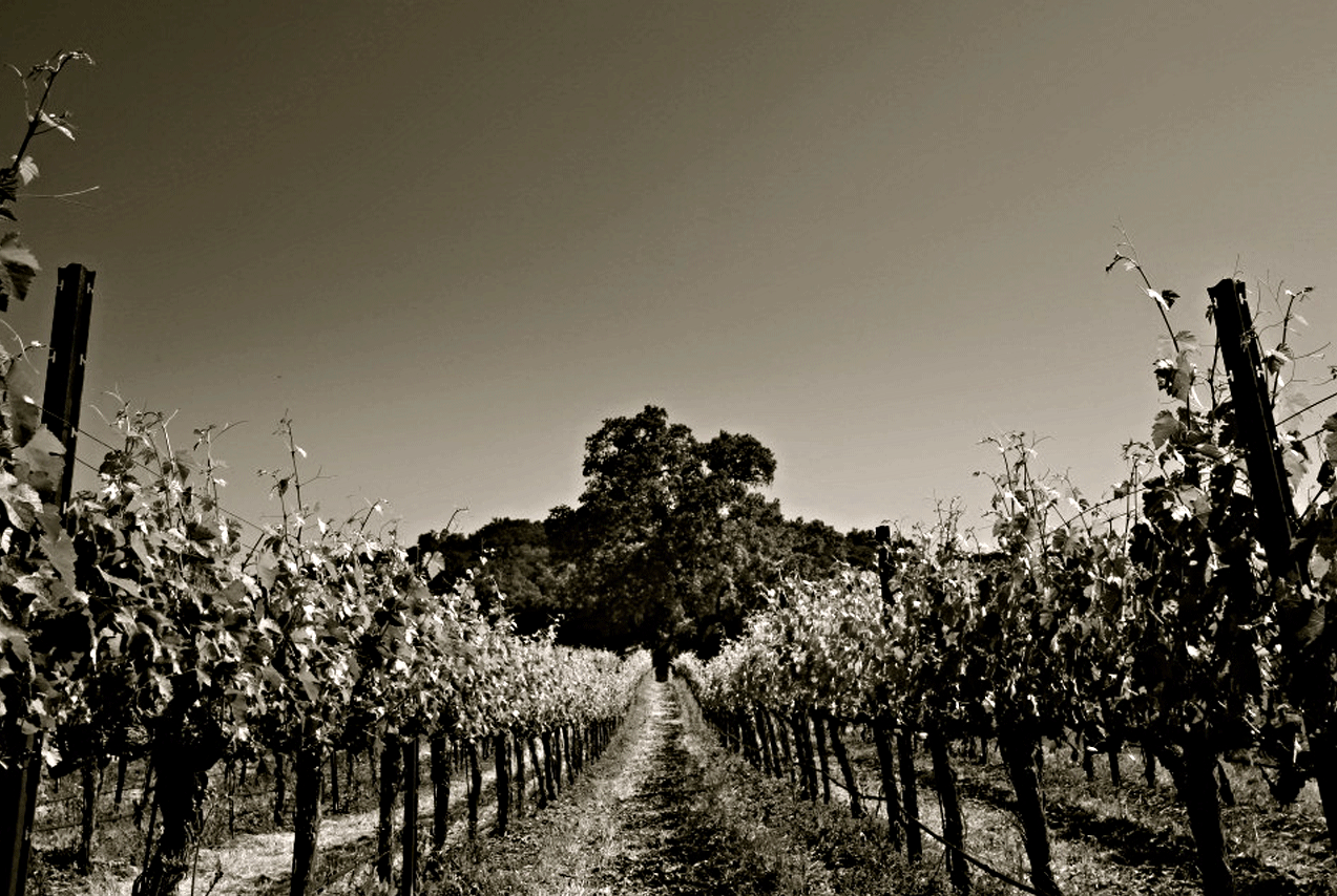 A dream realized . . . from the tough, Italian enclaves in Staten Island & Bensonhurst, Brooklyn to the rolling hillsides along the Central Coast of California.