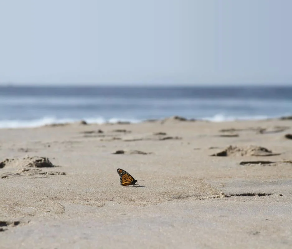 More_Butterfly.jpg
