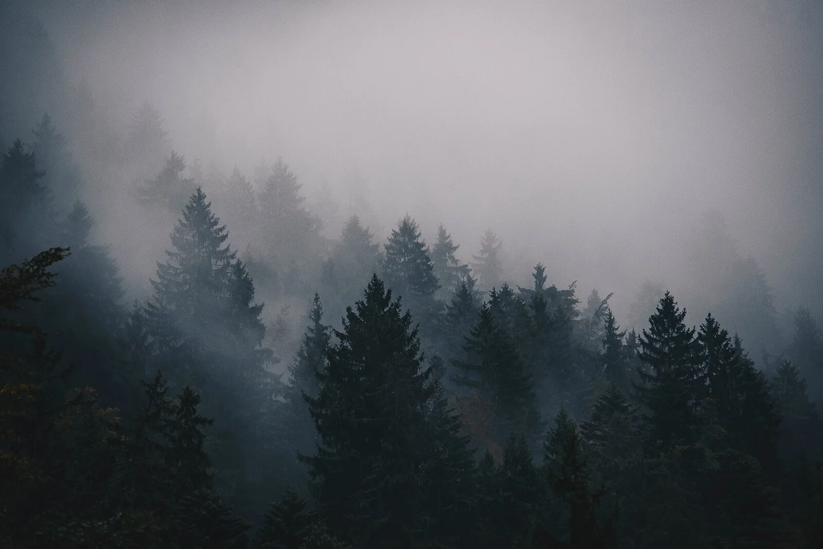 trees.jpg