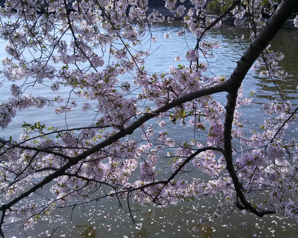 The Barn Swallow The Barn Swallow Artisan Gallery