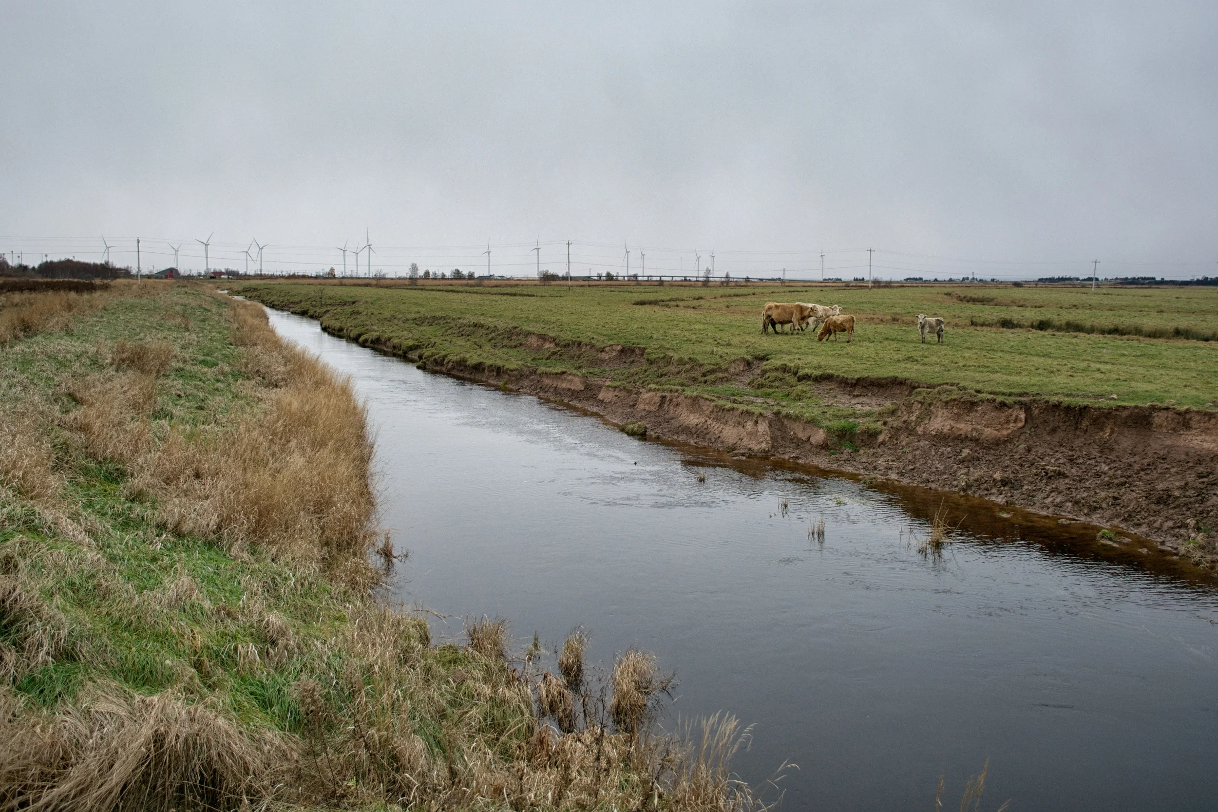 Marsh