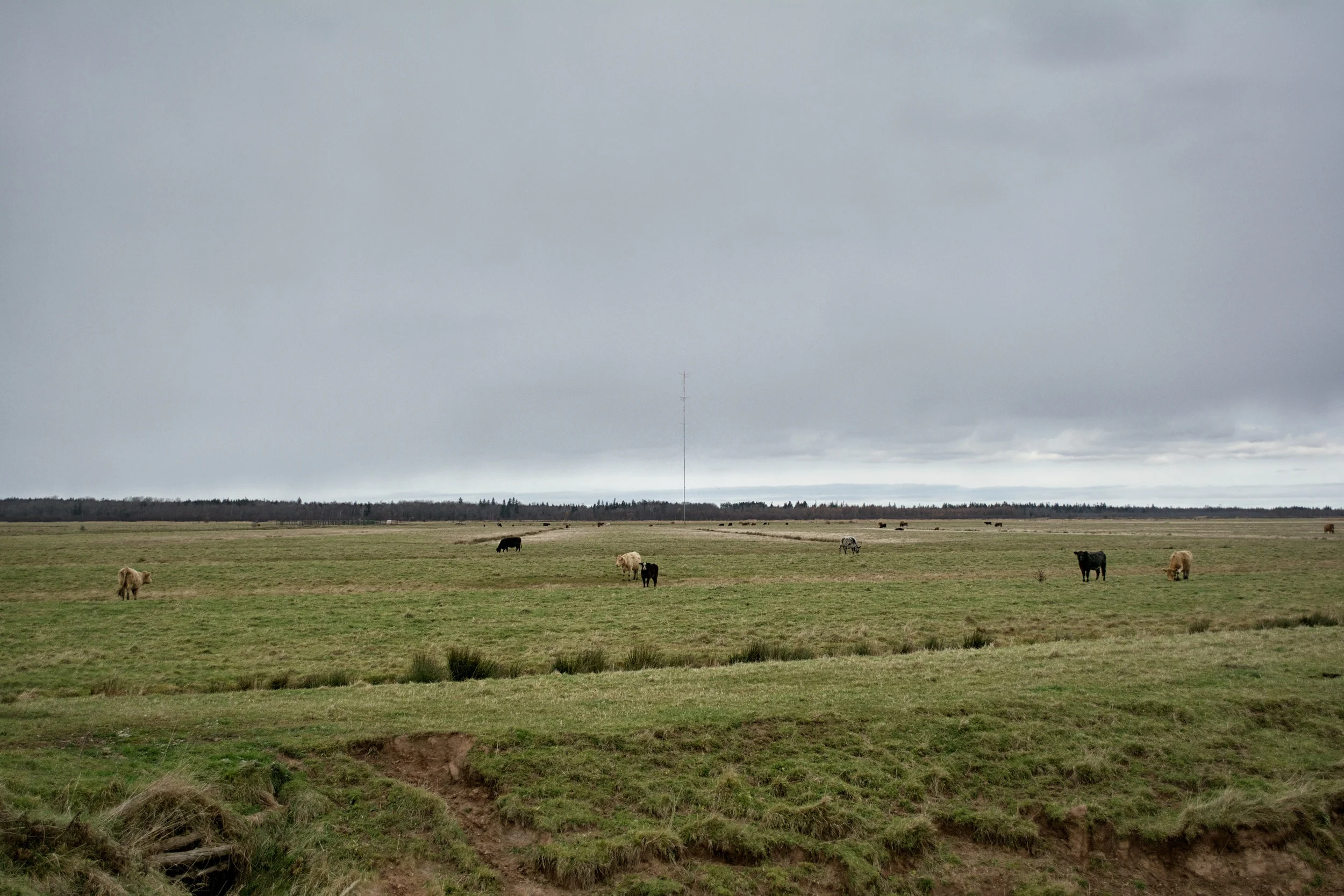 Tantramar Cows