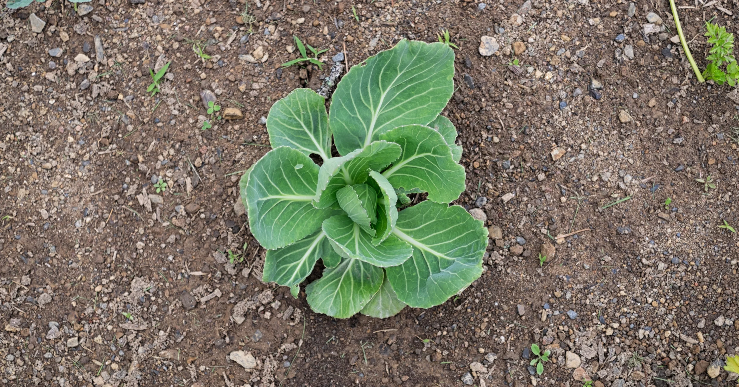 Lunenburg Community Garden: Grand Opening
