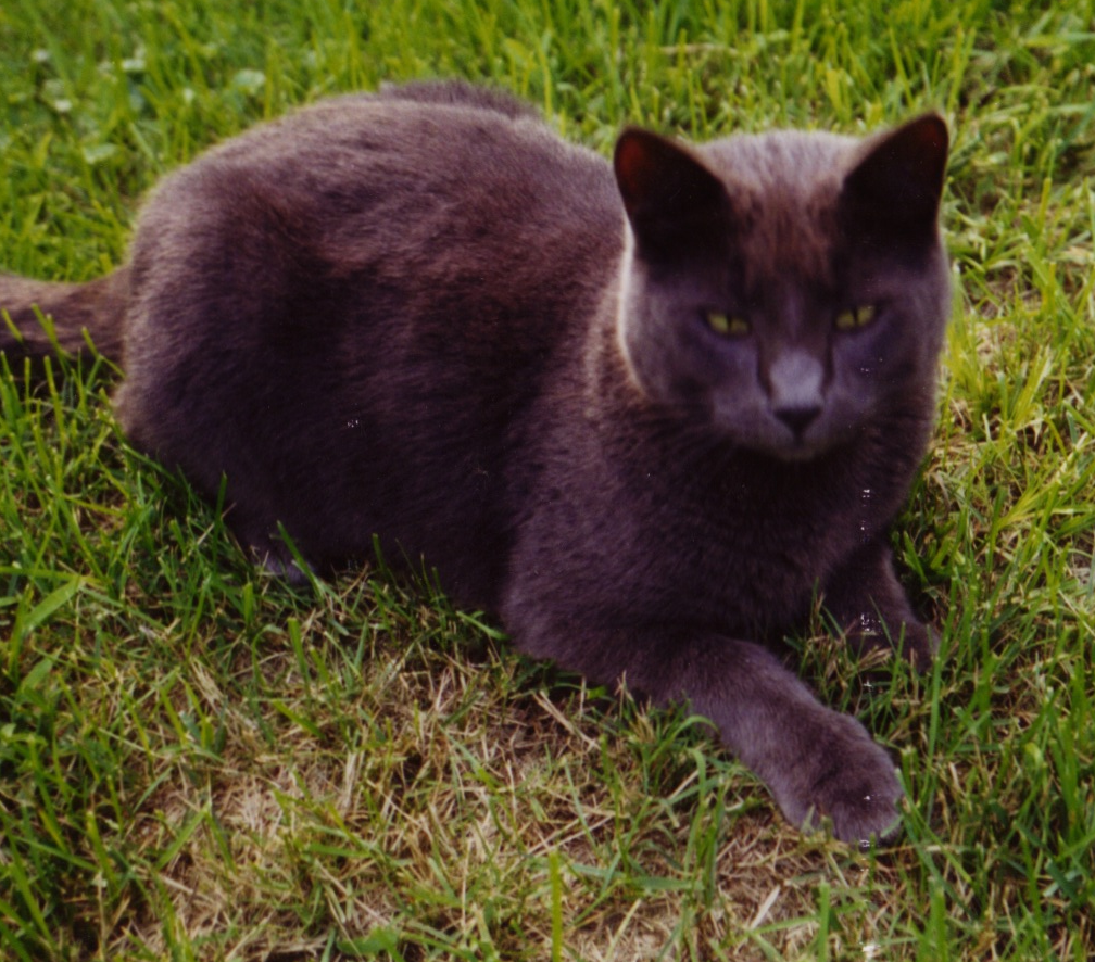 Jack