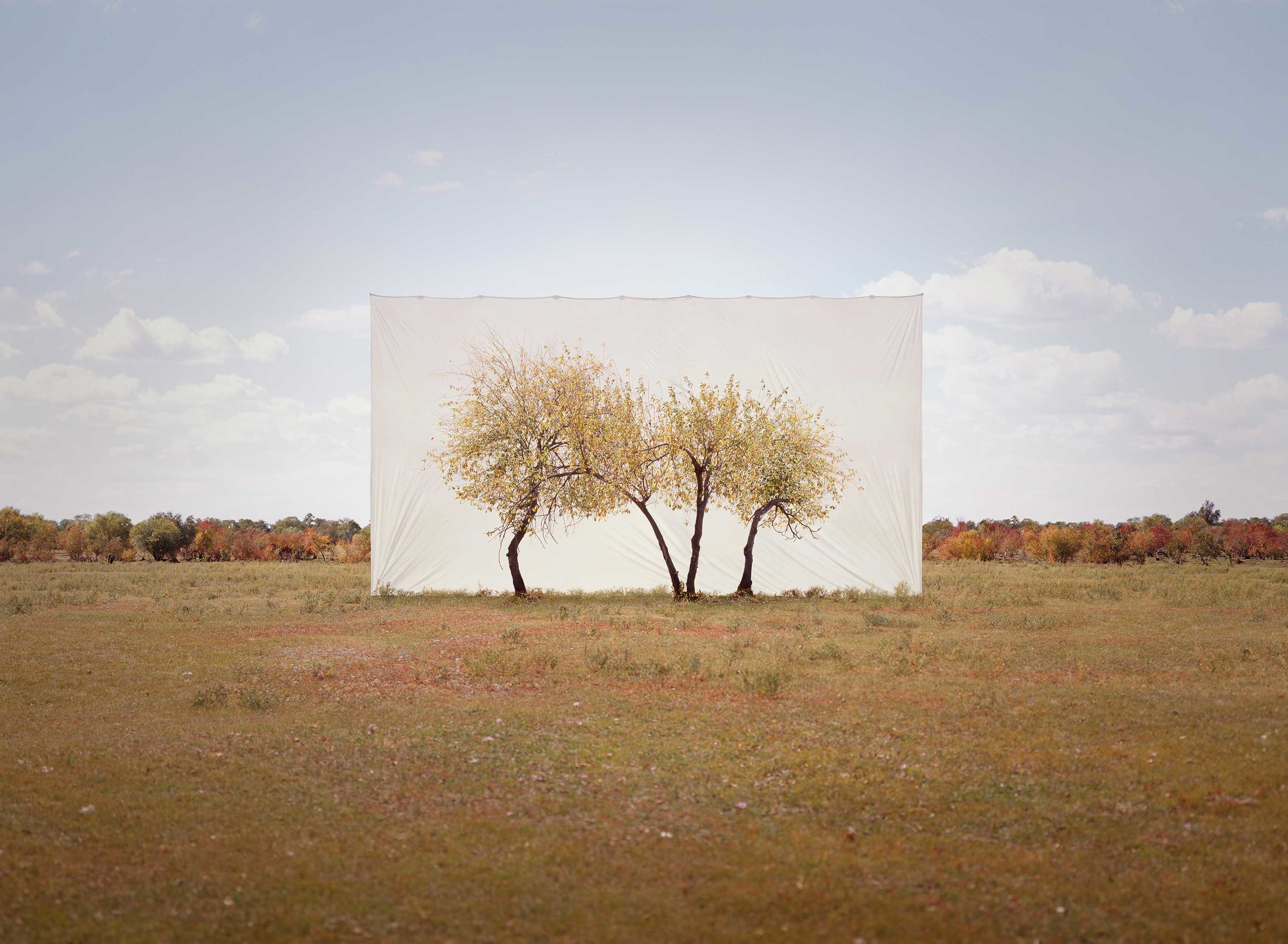 Myoung Ho Lee , Tree...#4 , 2013 © Myoung Ho Lee, Courtesy Yossi Milo Gallery, New York 