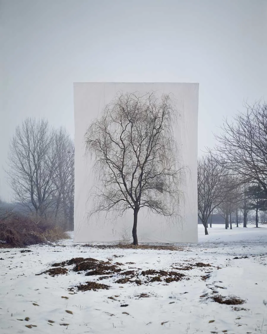 Myoung Ho Lee , Tree #3 , 2006 © Myoung Ho Lee, Courtesy Yossi Milo Gallery, New York 