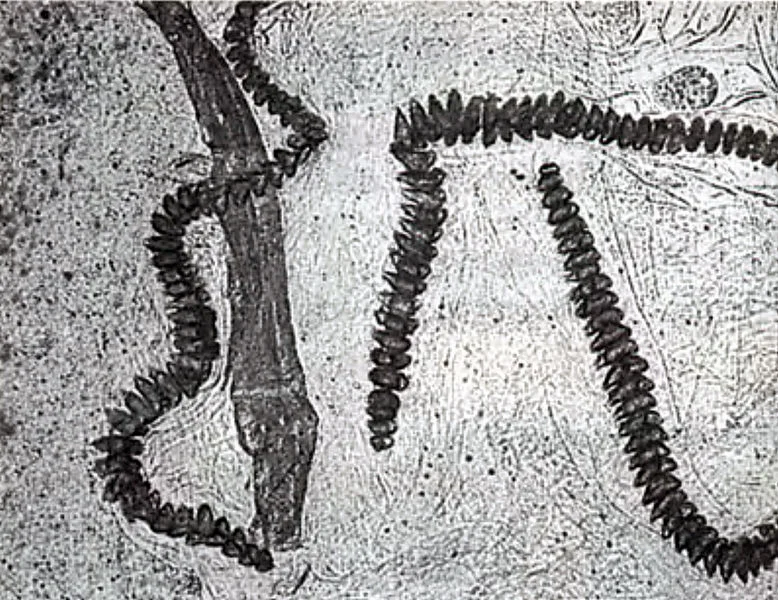 778px-Mikrokosmos_pic_2.jpg
