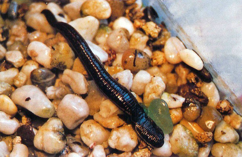 Abbildung 1. Der Medizinische Blutegel, Hirudo medicinalis, läßt sich gut im Aquarium halten.