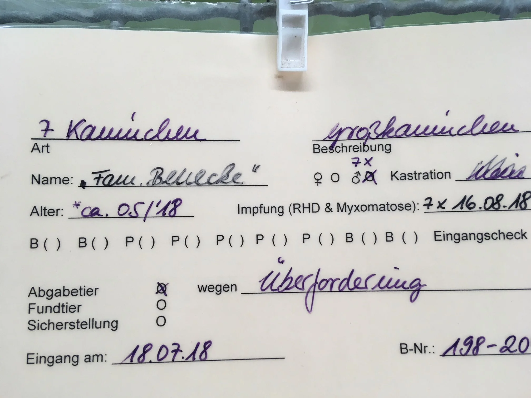 Kaninchenbande.jpg