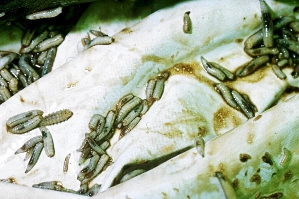 Forensic Entomology exemplified by a high profile homicide. A combined stain and postmortem time analysis (postmortem interval, PMI)) 