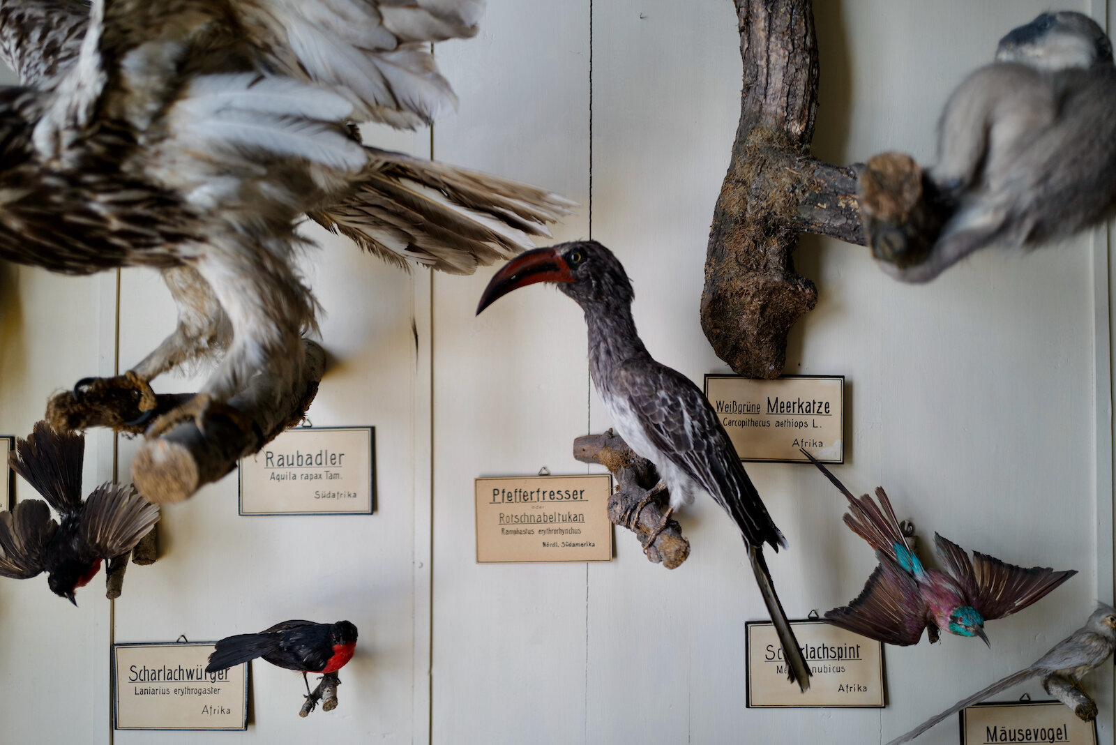 kabinett_waldenburg_mark_benecke_naturalien_mumien_conchylien_embyronen_museum - 60.jpeg