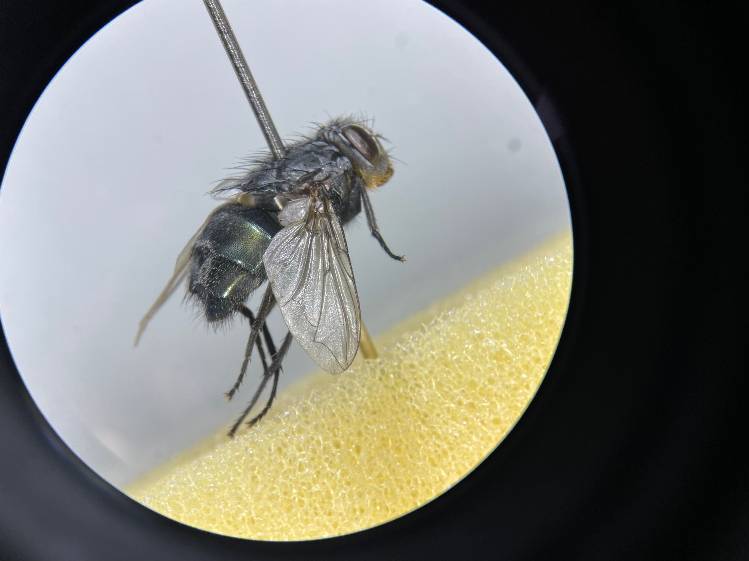 forensic_training_forensik_kurs_spezial_insects_entomology_benecke - 37.jpeg
