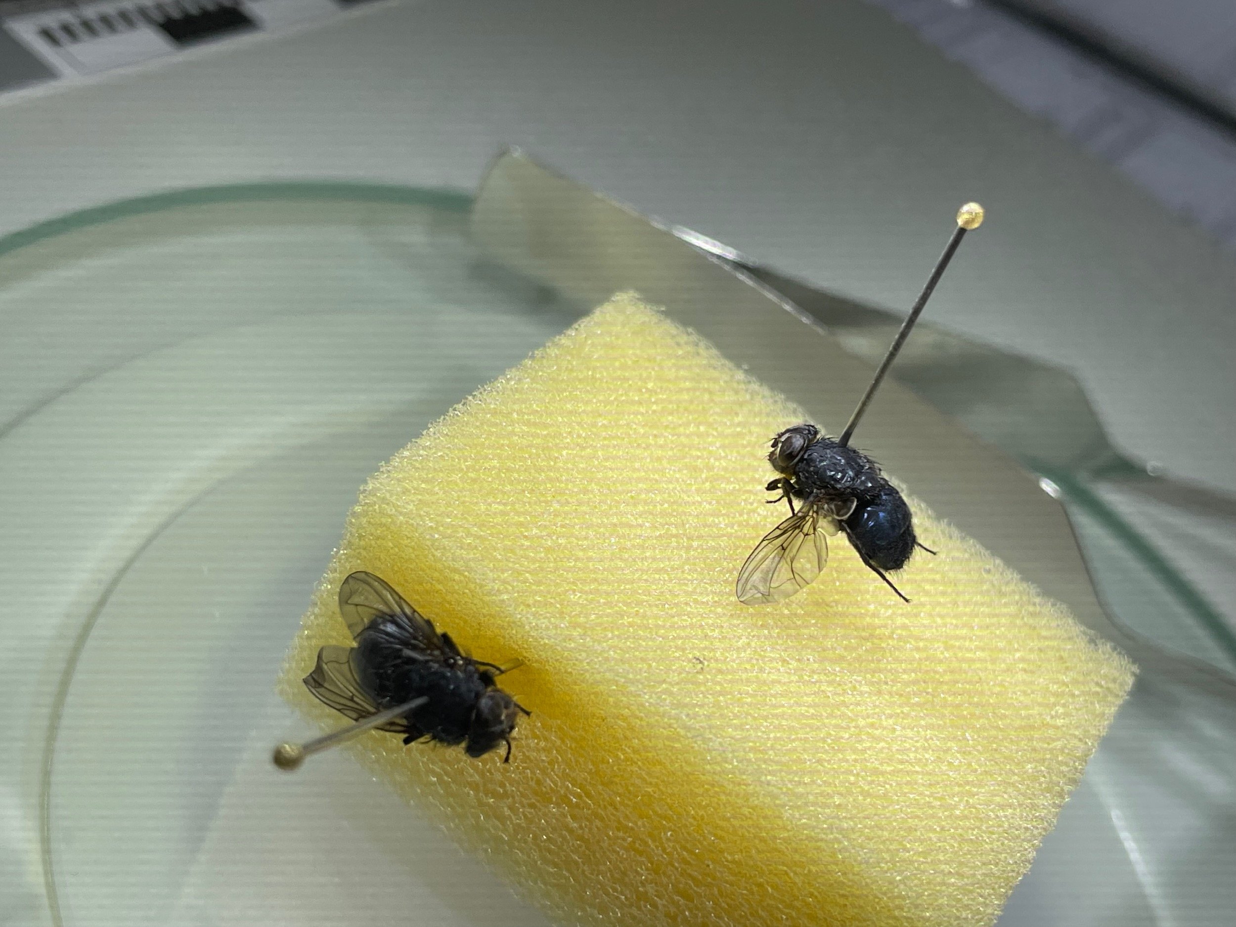 forensic_training_forensik_kurs_spezial_insects_entomology_benecke - 40.jpeg