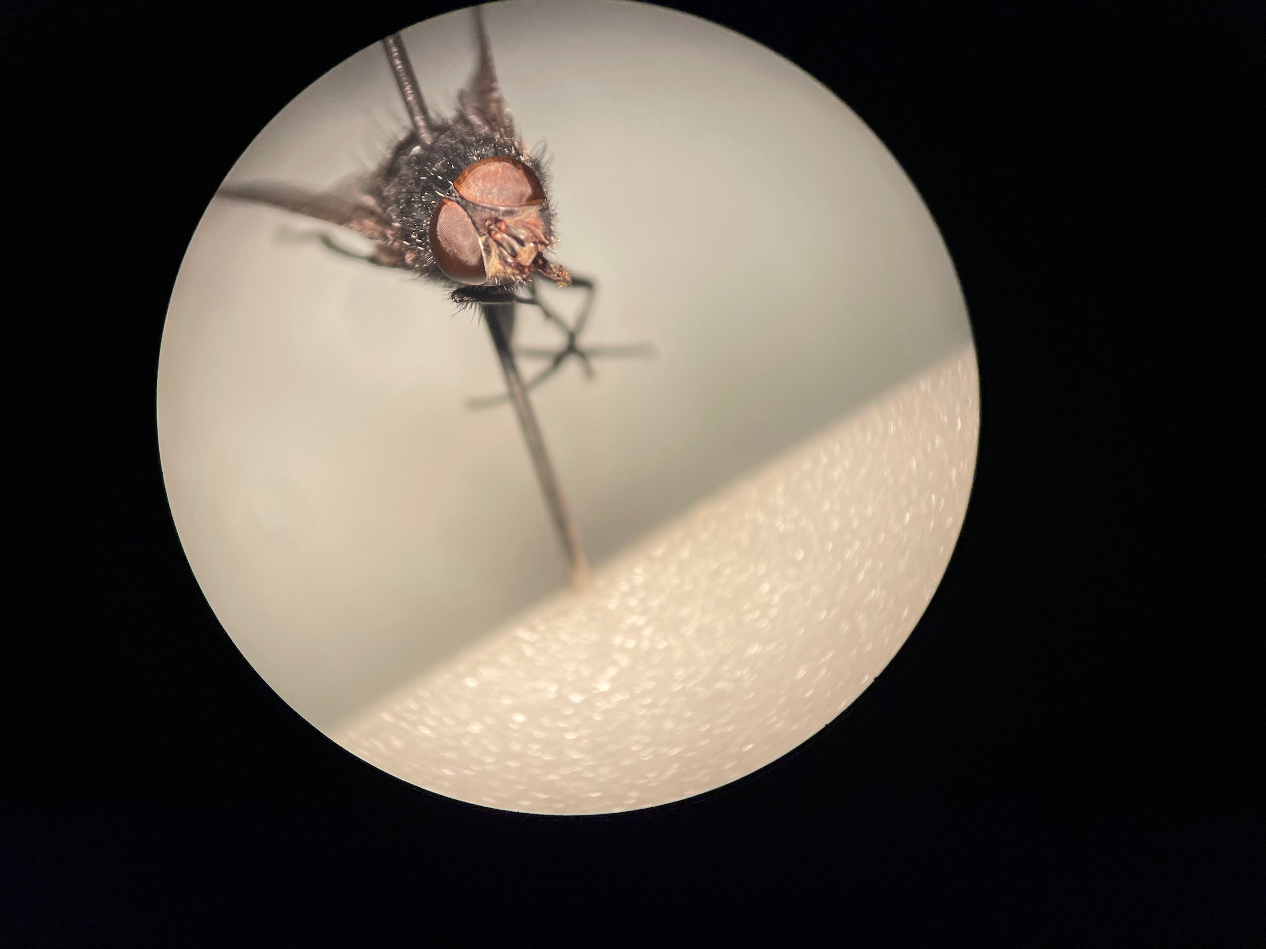 forensic_training_forensik_kurs_spezial_insects_entomology_benecke - 23.jpeg