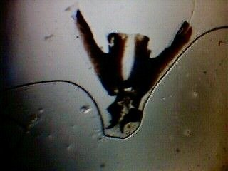 mark_benecke_huddersfield_university_forensic_entomology_trainings - 2.jpeg