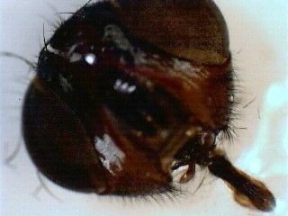 mark_benecke_huddersfield_university_forensic_entomology_trainings - 13.jpeg