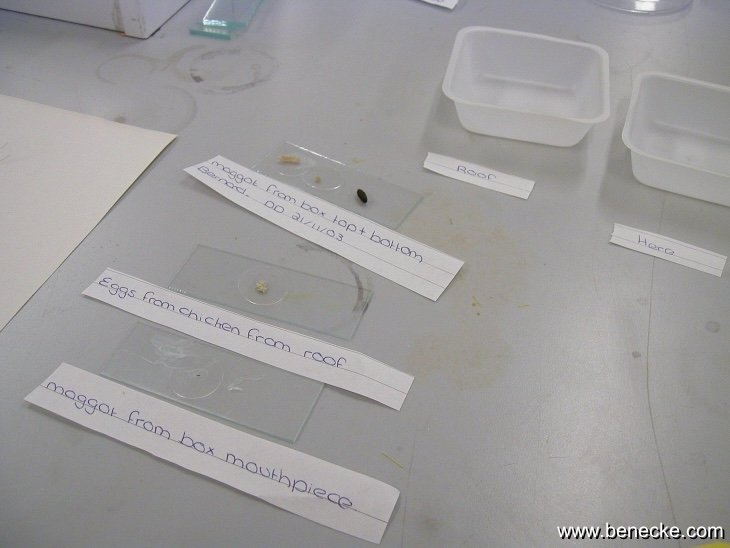 mark_benecke_huddersfield_university_forensic_entomology_trainings - 155.jpeg