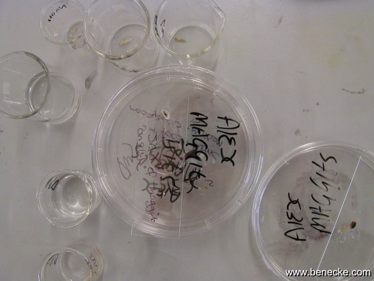 mark_benecke_huddersfield_university_forensic_entomology_trainings - 201.jpeg