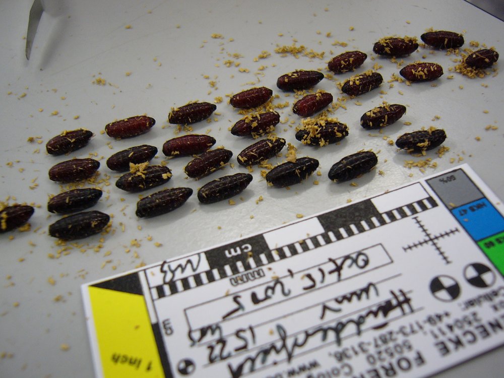 mark_benecke_huddersfield_university_forensic_entomology_trainings - 440.jpeg