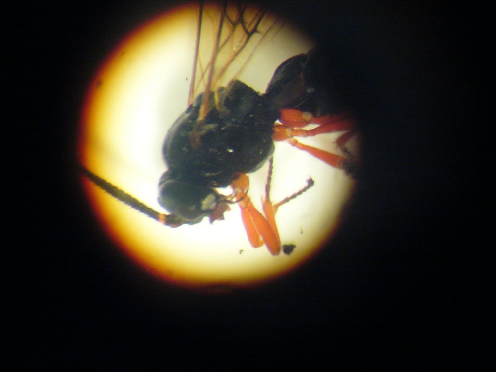 mark_benecke_huddersfield_university_forensic_entomology_trainings - 441.jpeg