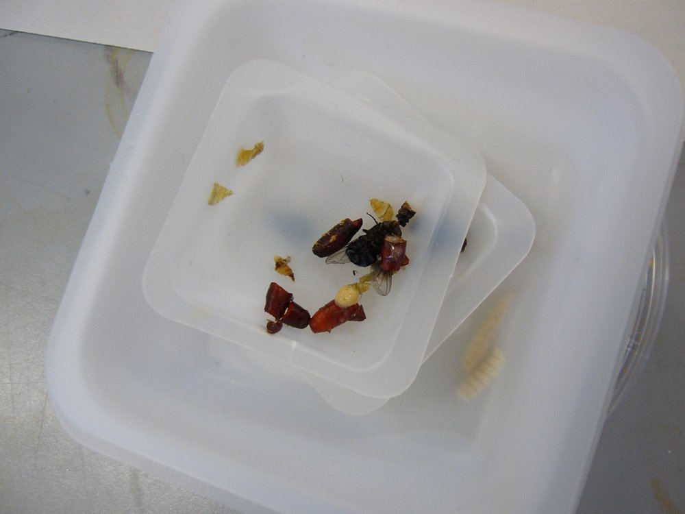 mark_benecke_huddersfield_university_forensic_entomology_trainings - 445.jpeg