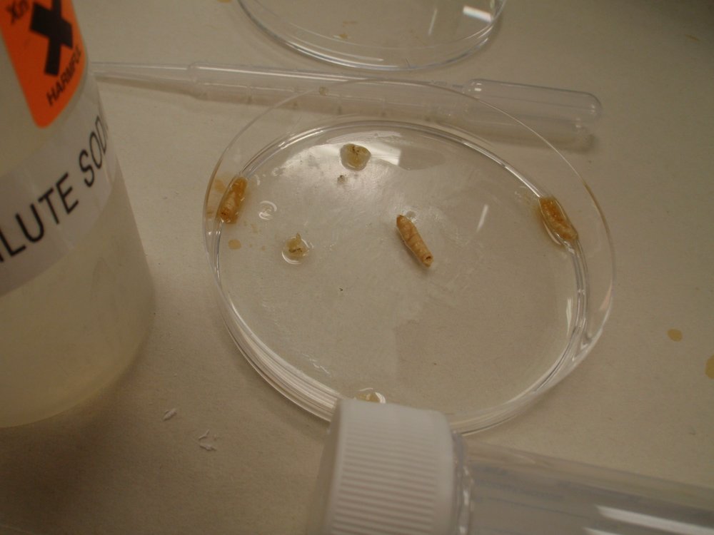 mark_benecke_huddersfield_university_forensic_entomology_trainings - 525.jpeg