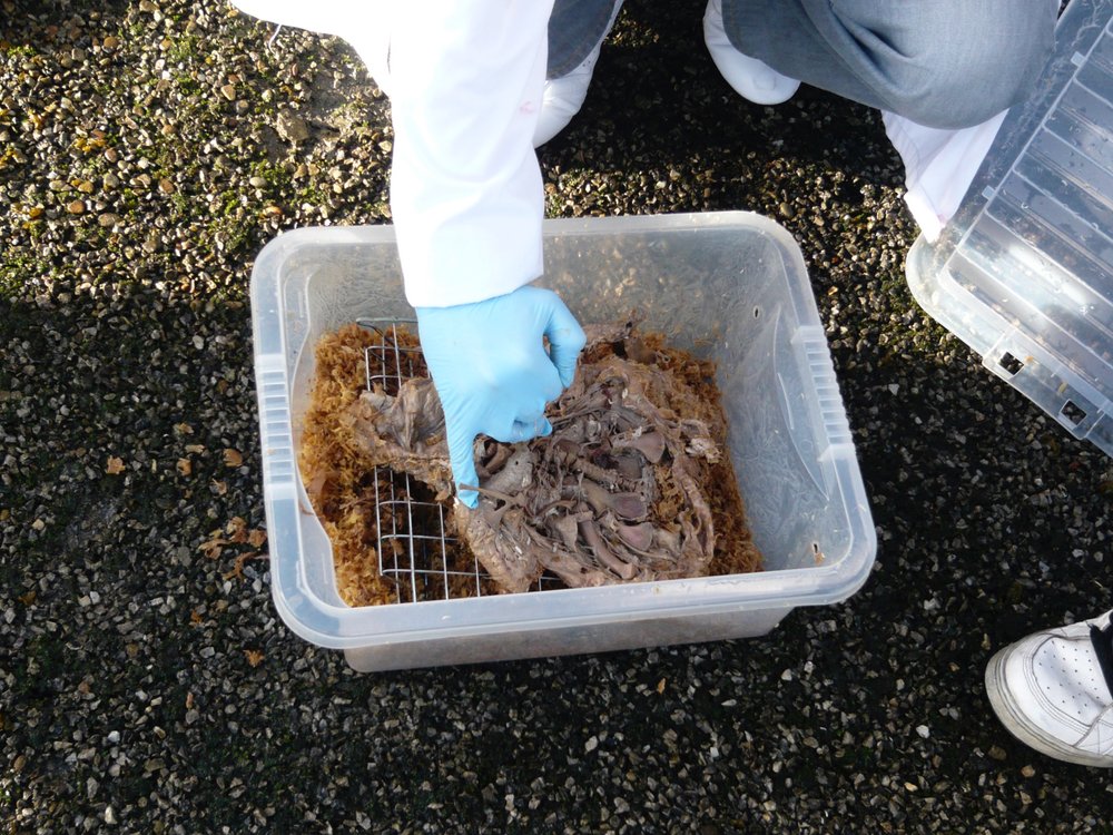 mark_benecke_huddersfield_university_forensic_entomology_trainings - 601.jpeg