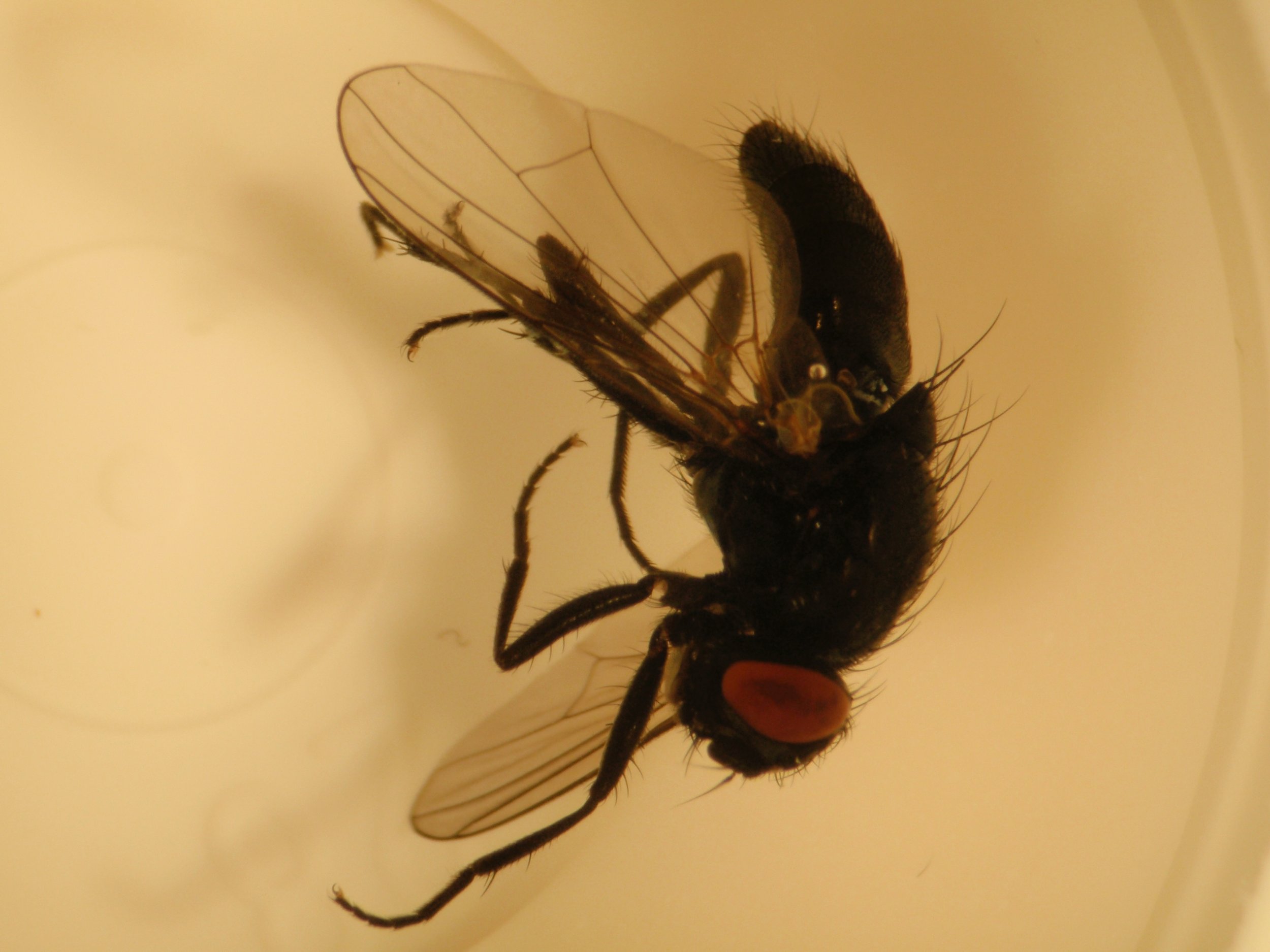 mark_benecke_huddersfield_university_forensic_entomology_trainings - 618.jpeg