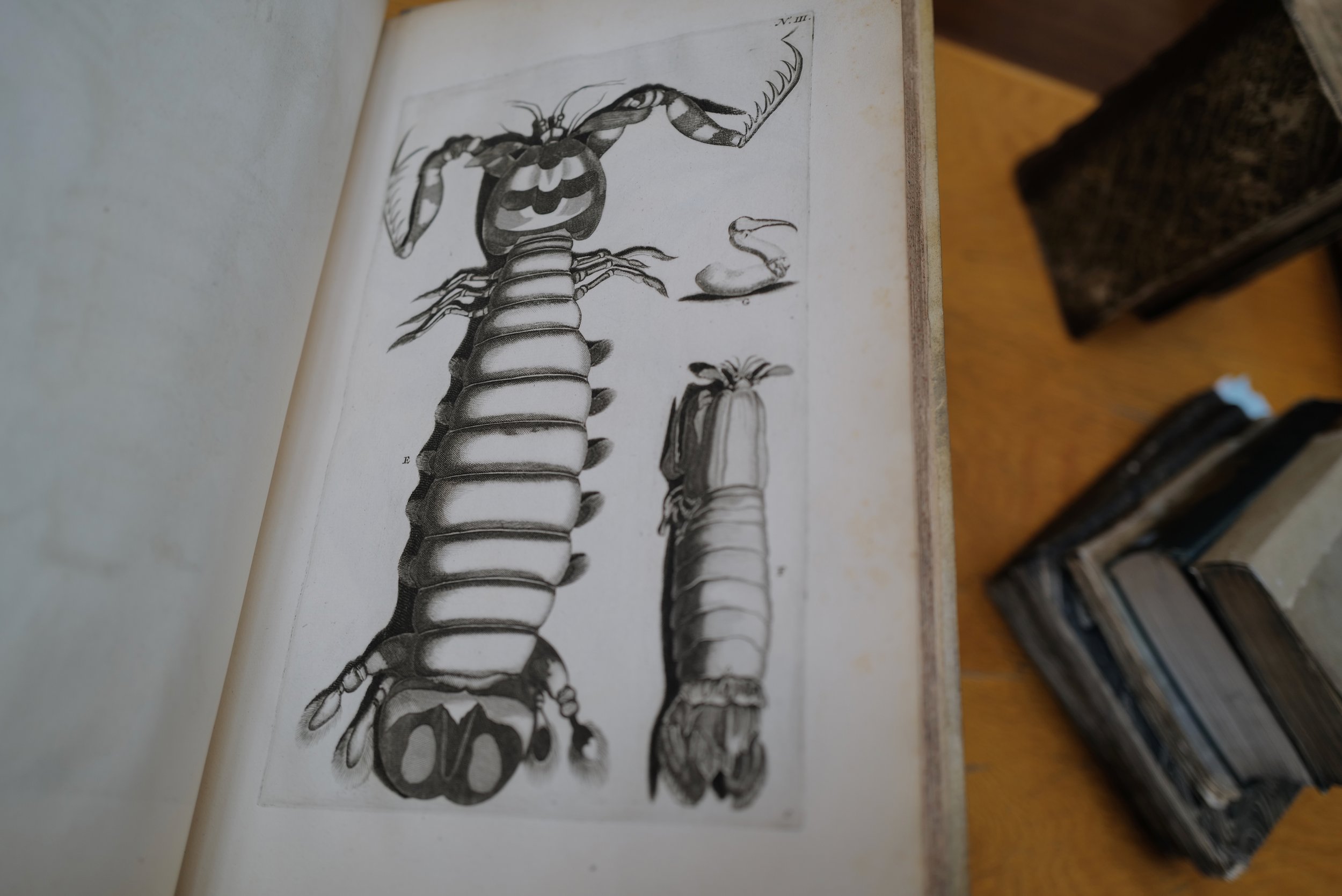 linnean_society_august_2024_alle_patenbuecher_old_books_library_mark_benecke - 31.jpeg