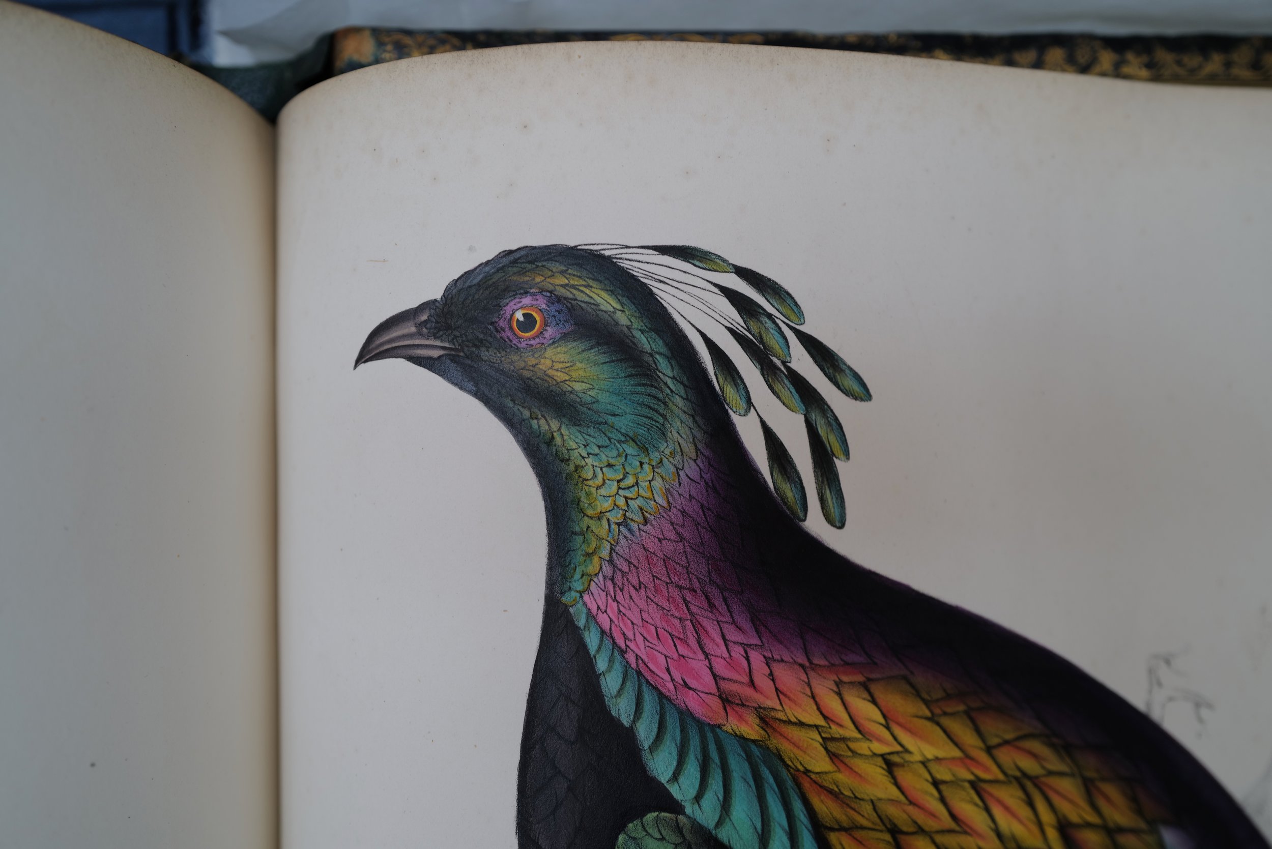 linnean_society_august_2024_alle_patenbuecher_old_books_library_mark_benecke - 25.jpeg