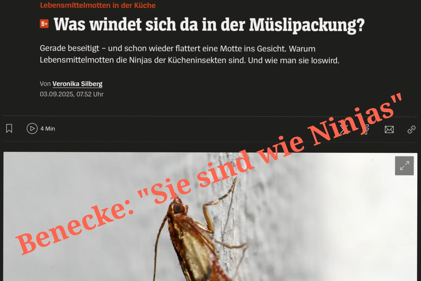 Lebensmittelmotten in der Küche: Was windet sich da in der Müslipackung?