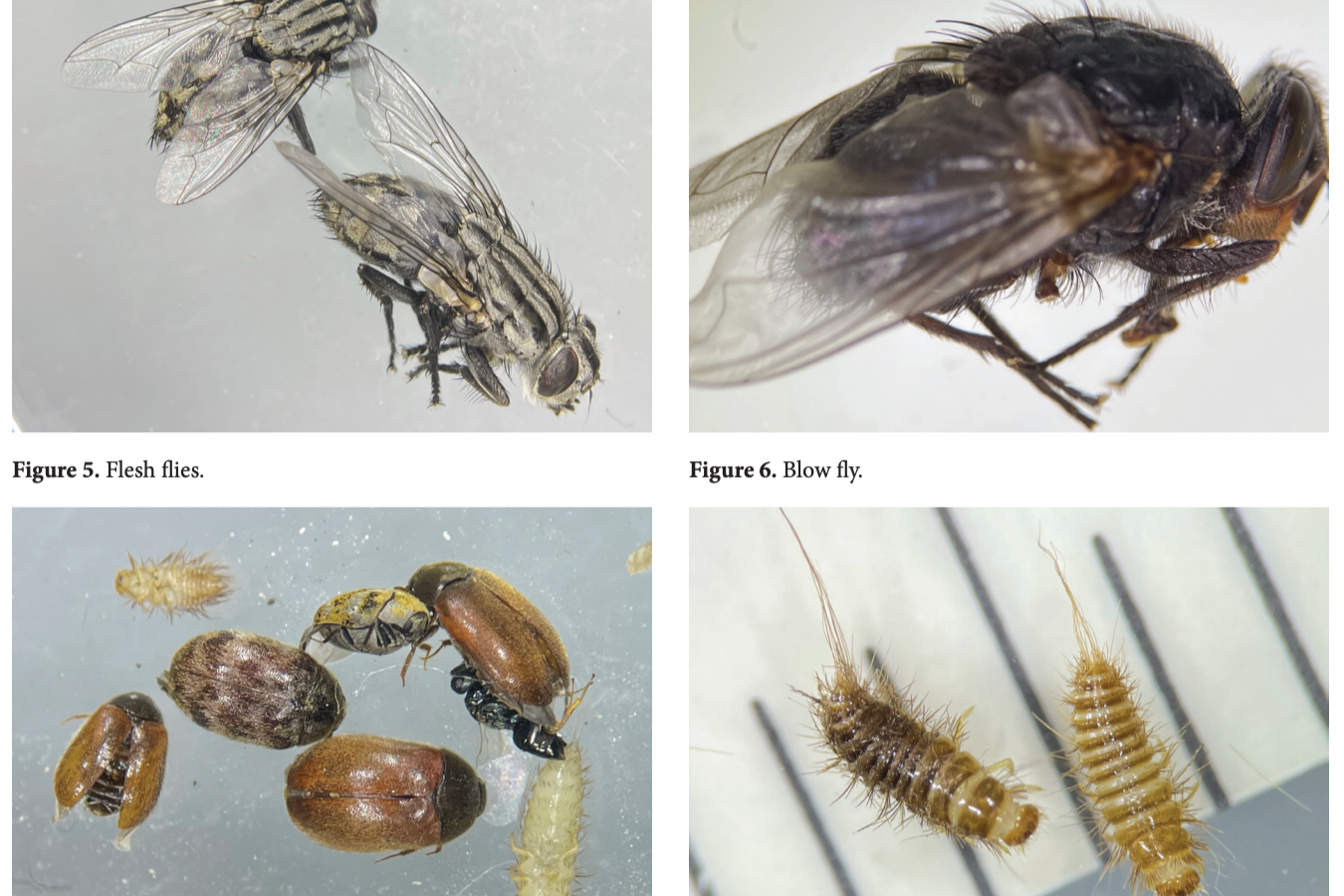 Forensic entomological examination without a corpse