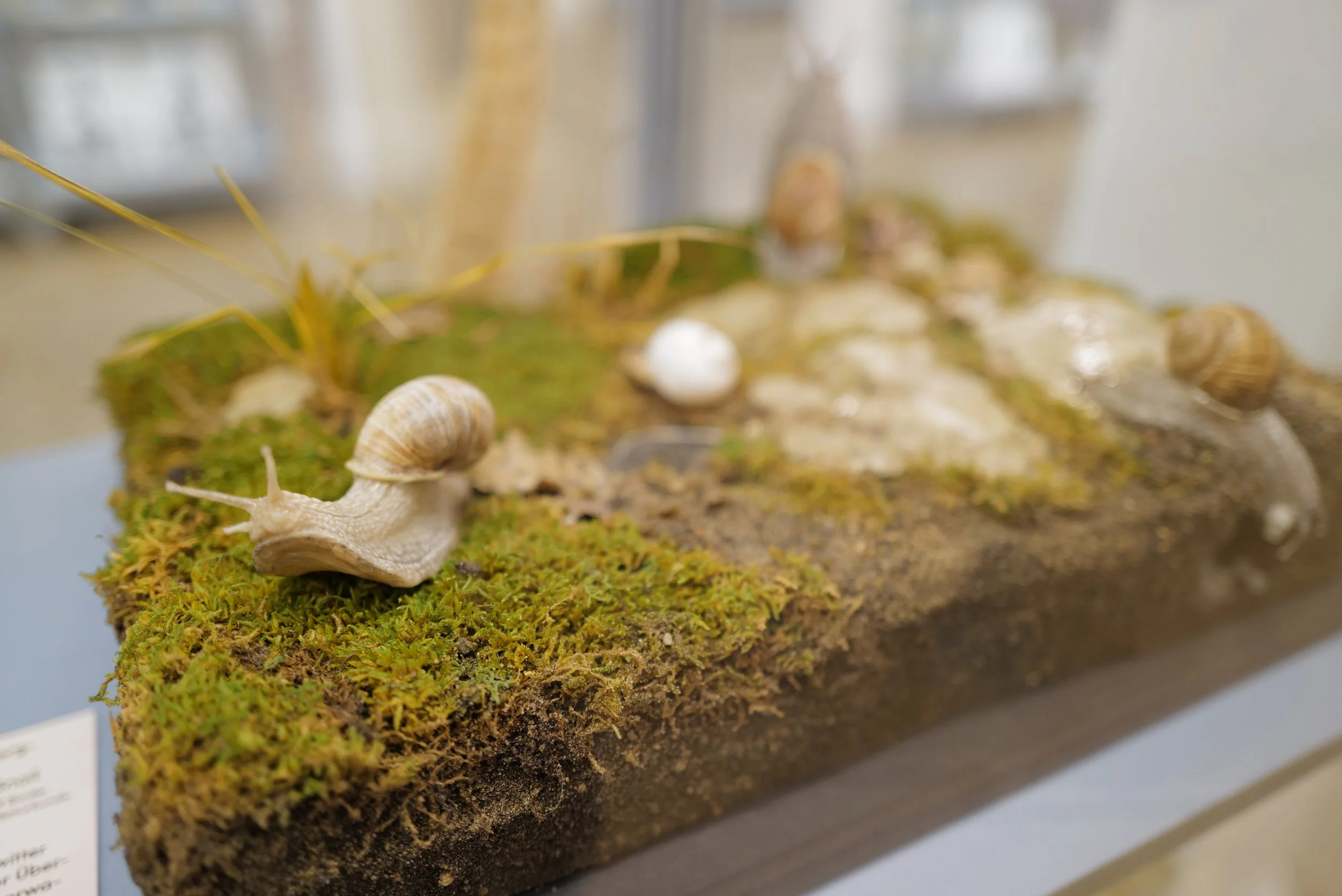 mark_benecke_charite_medizinhistorisches_museum_berlin_schleim_ausstellung - 8.jpeg