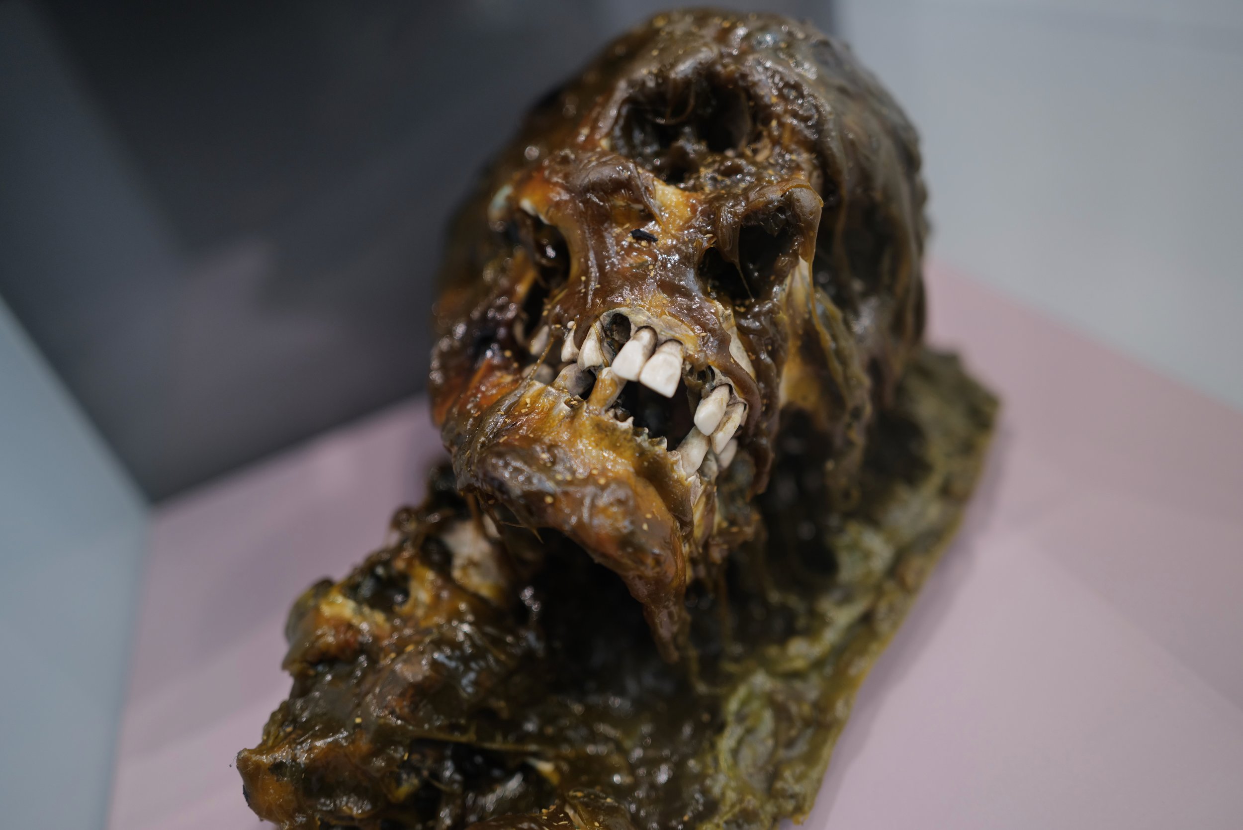 mark_benecke_charite_medizinhistorisches_museum_berlin_schleim_ausstellung - 18.jpeg