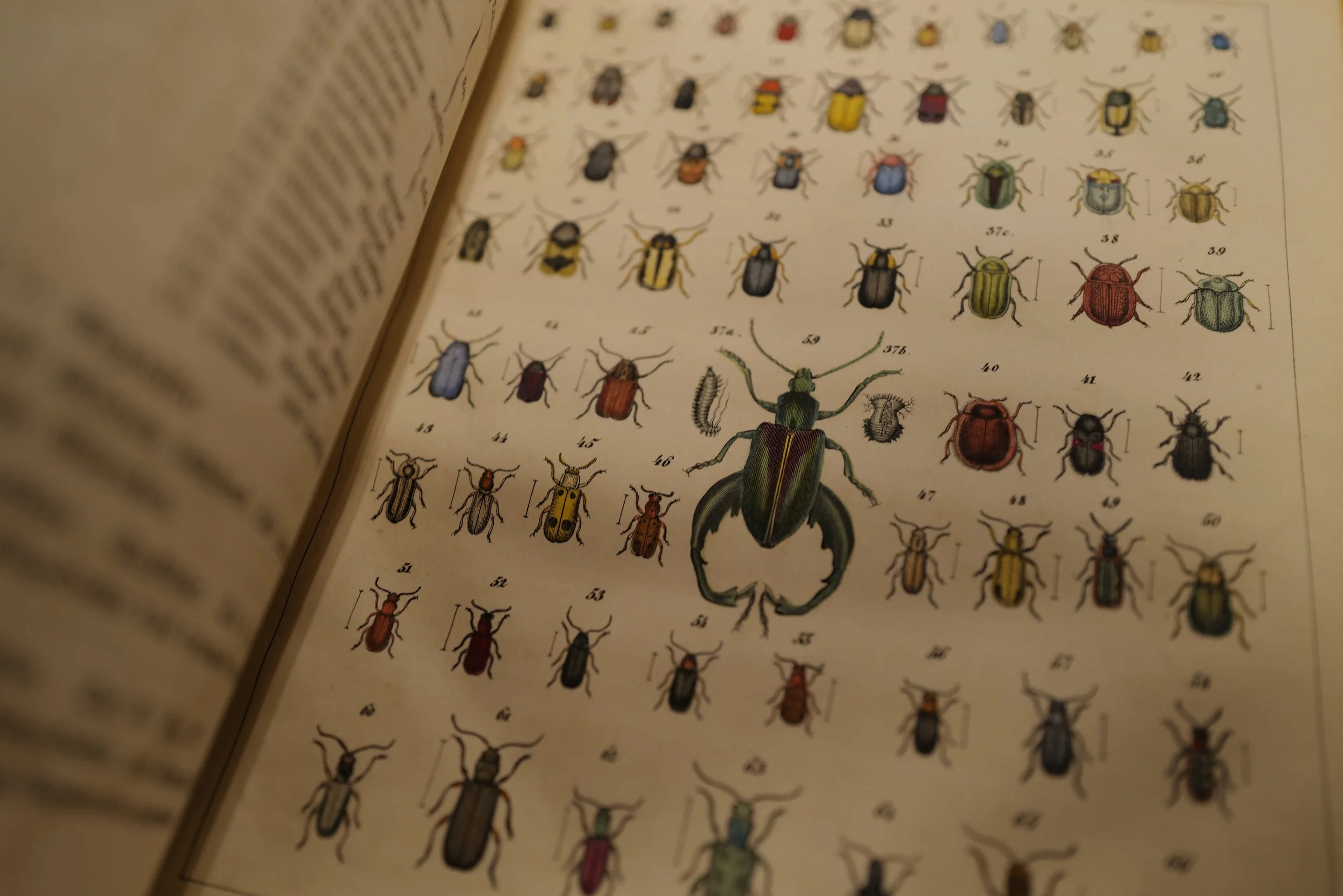 mark_benecke_kaefer_patenbuch_ub_koeln_universitaet_bibliothek_restaurierung - 2.jpeg