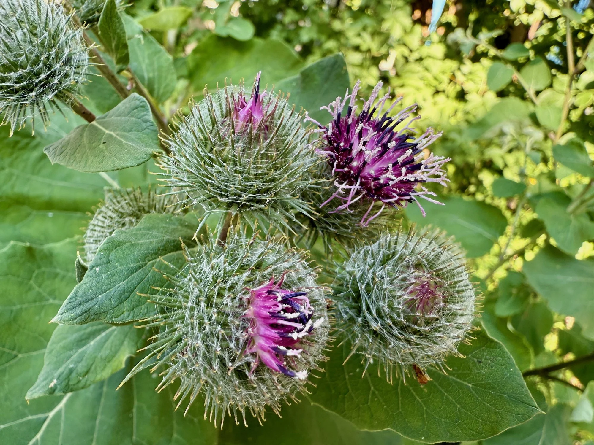 mark_benecke_comicfestival_muenchen_dave_gibbons_ulrich_schroder_denis_kitchen_kinky_karrot_olivia_vieweg_watchmen_2026_small - 122.jpeg