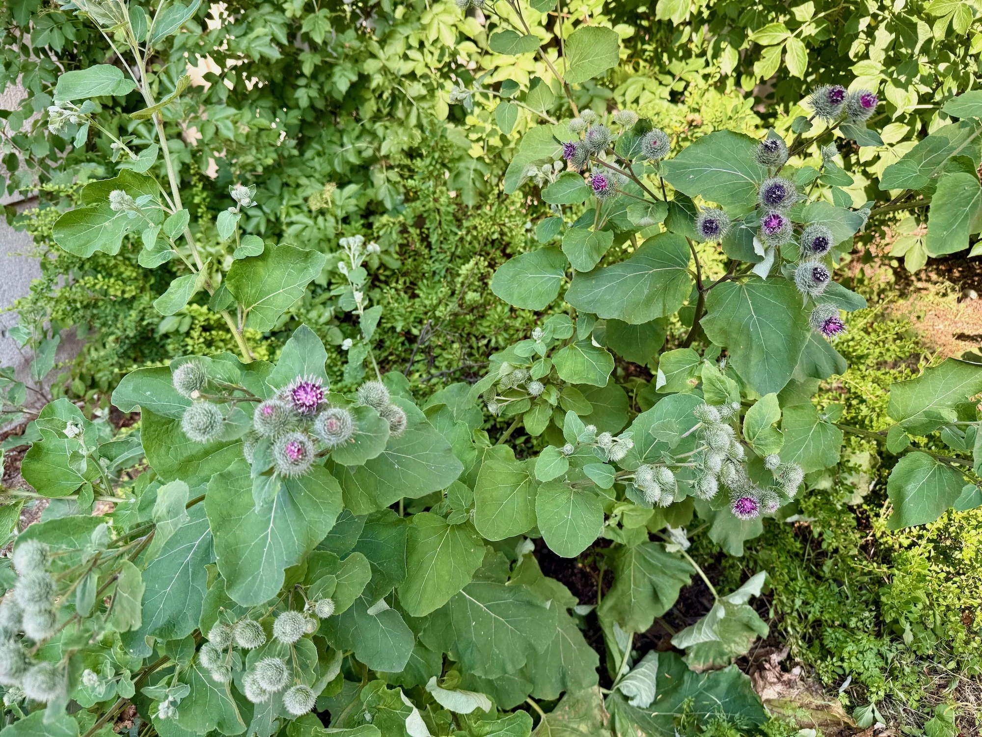 mark_benecke_comicfestival_muenchen_dave_gibbons_ulrich_schroder_denis_kitchen_kinky_karrot_olivia_vieweg_watchmen_2026_small - 123.jpeg