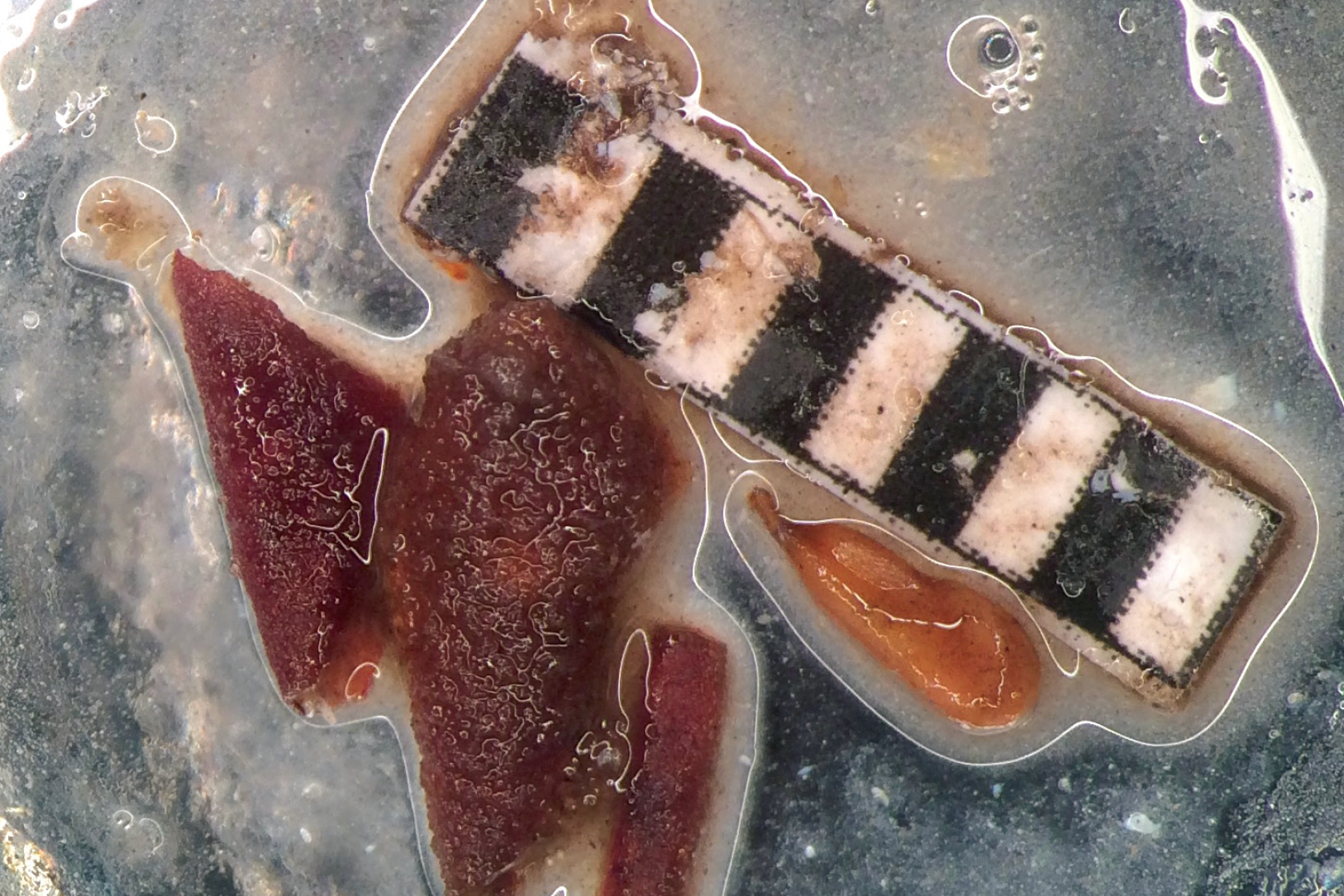 Gaining insights from stomach contents