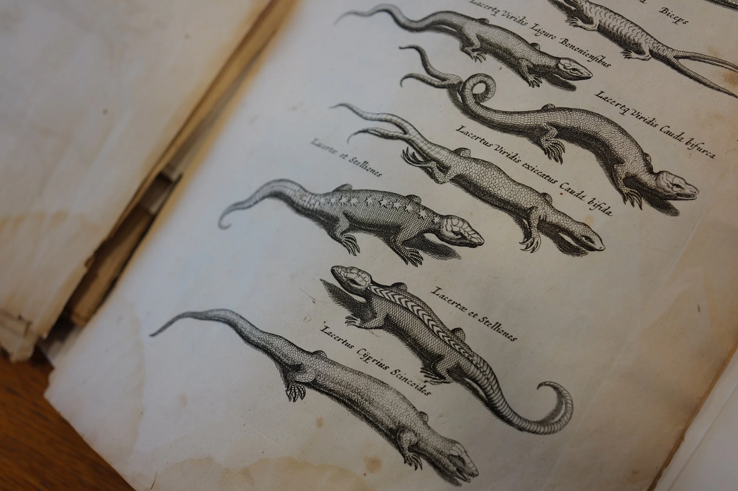 16_linnean_society_mark_benecke_darwin_earthworms_book_restoration - 72.jpeg