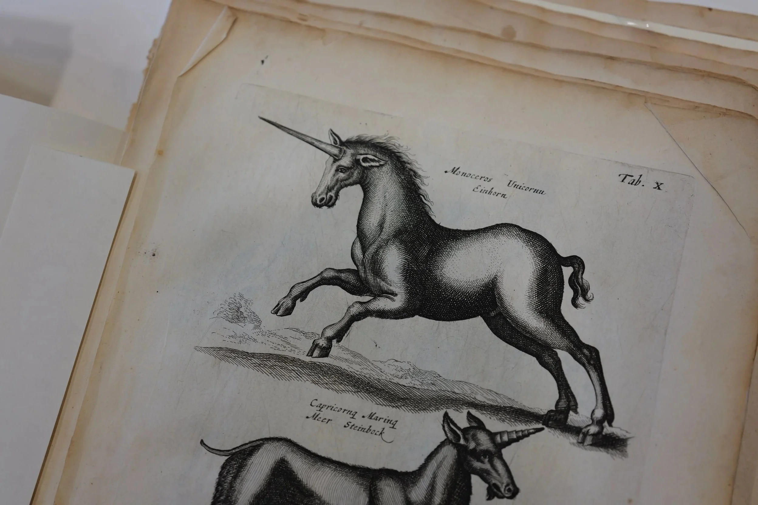 London: The Linnean Society of London, The British Library, TfL (the Tube), Animal &amp; Plants, Forensic Program