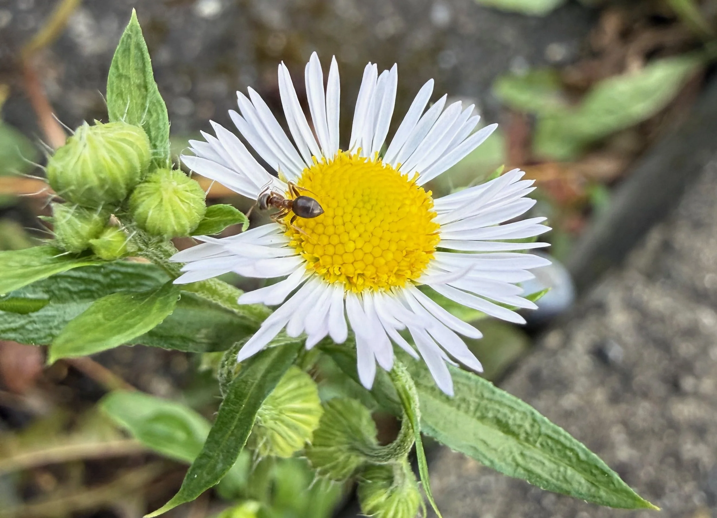insektencamp_dornbirn_mark_benecke_oesterreichische_entomologische_gesellschaft_vorarlberg - 96.jpeg