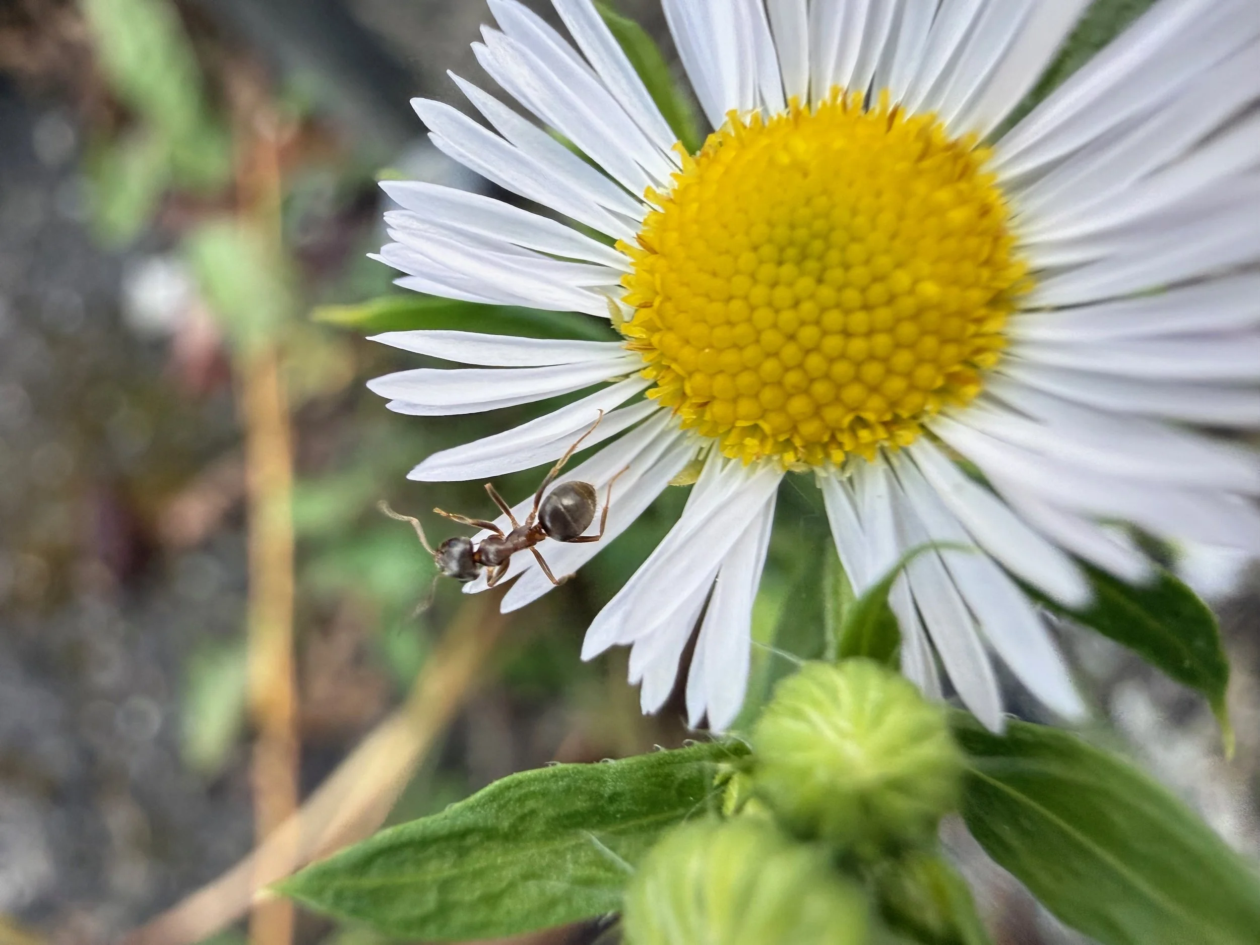 insektencamp_dornbirn_mark_benecke_oesterreichische_entomologische_gesellschaft_vorarlberg - 97.jpeg