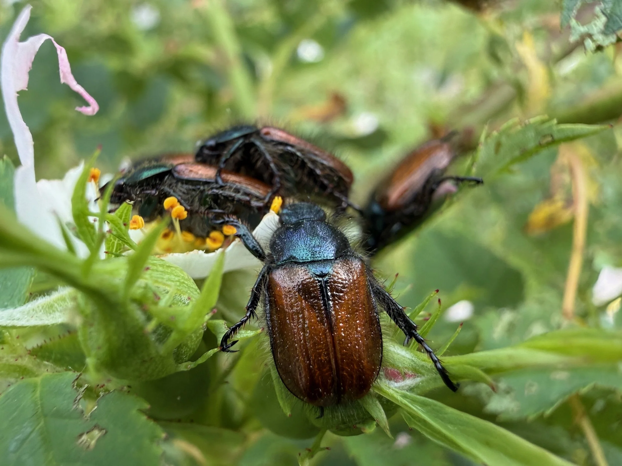 insektencamp_dornbirn_mark_benecke_oesterreichische_entomologische_gesellschaft_vorarlberg - 88.jpeg