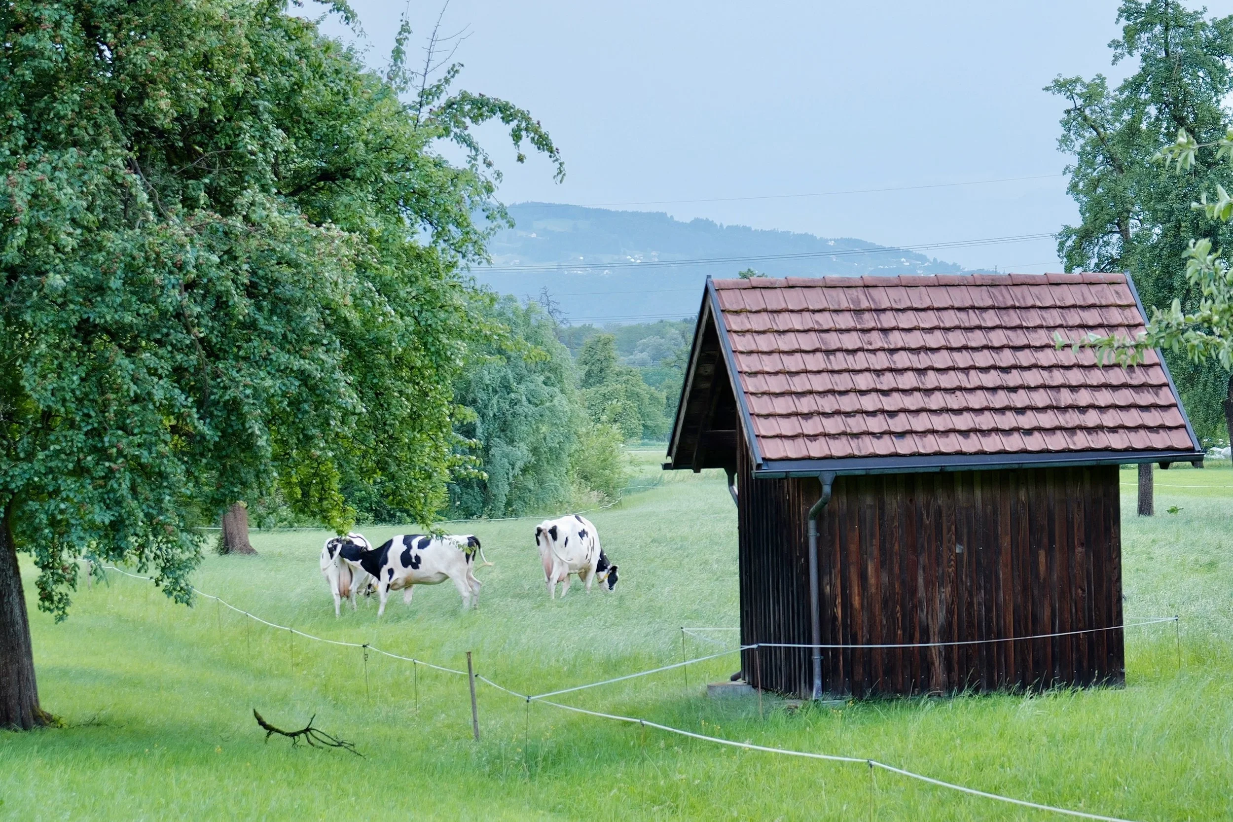 insektencamp_dornbirn_mark_benecke_oesterreichische_entomologische_gesellschaft_vorarlberg - 93.jpeg