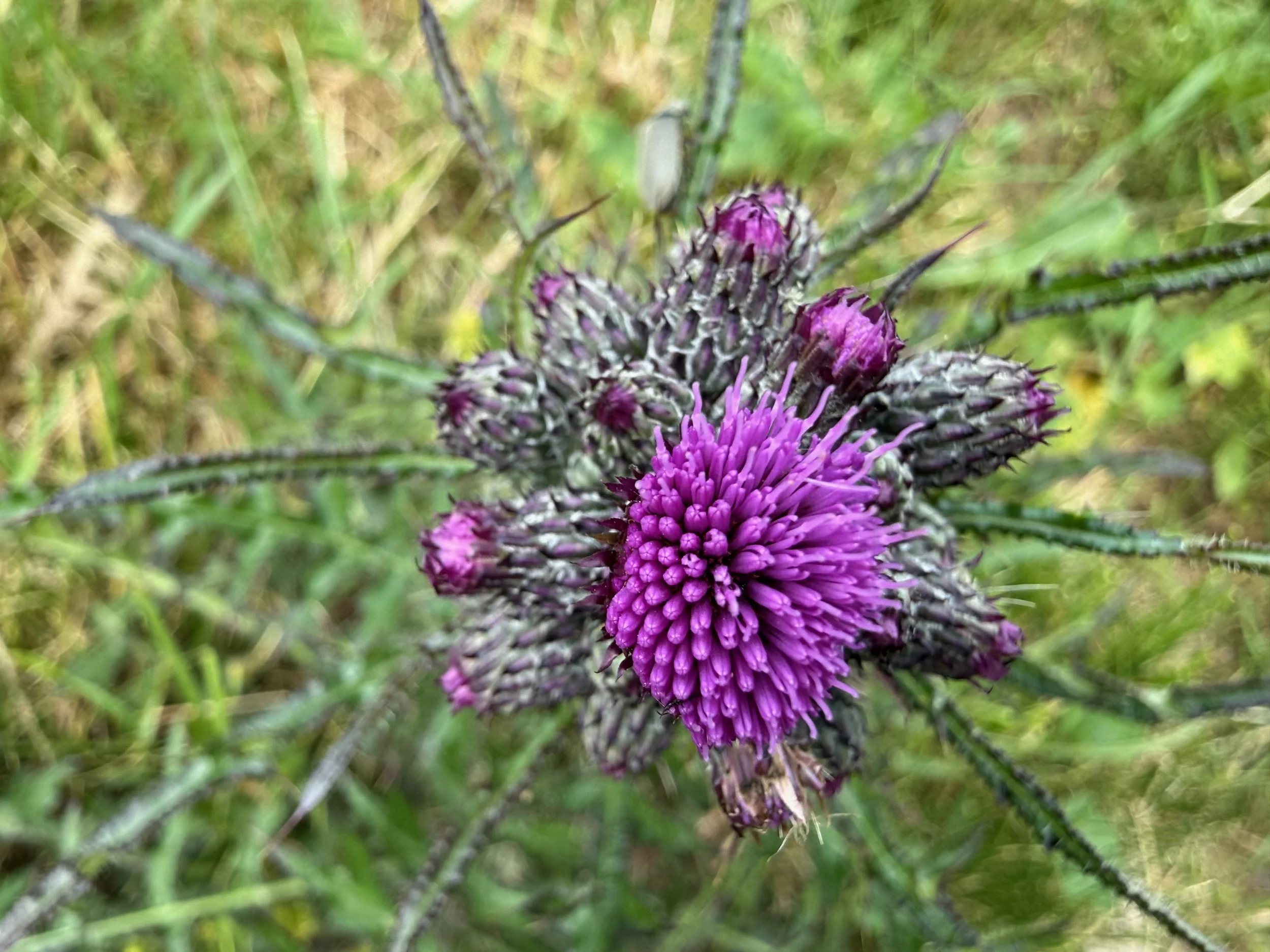 insektencamp_dornbirn_mark_benecke_oesterreichische_entomologische_gesellschaft_vorarlberg - 83.jpeg