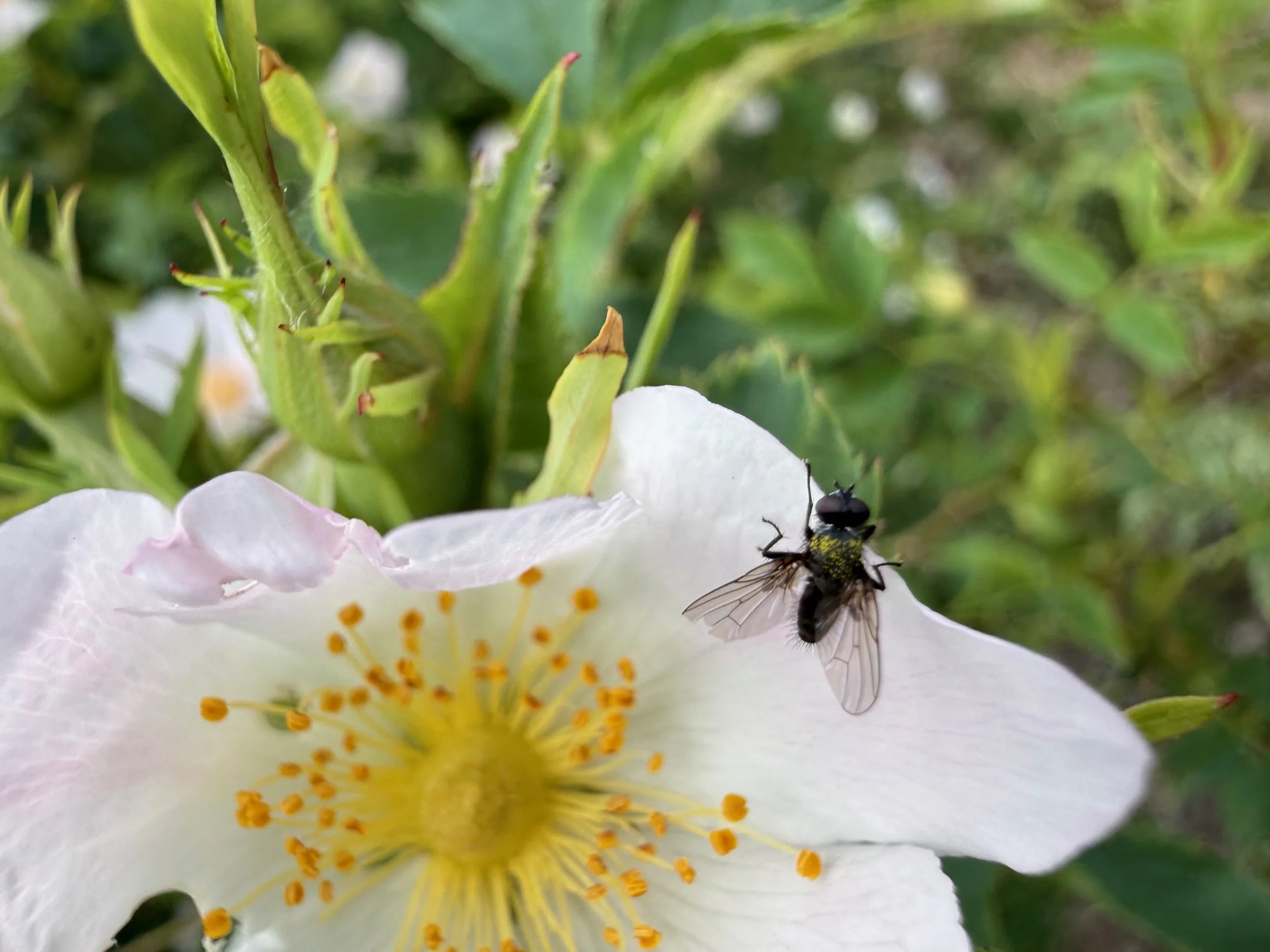 insektencamp_dornbirn_mark_benecke_oesterreichische_entomologische_gesellschaft_vorarlberg - 84.jpeg