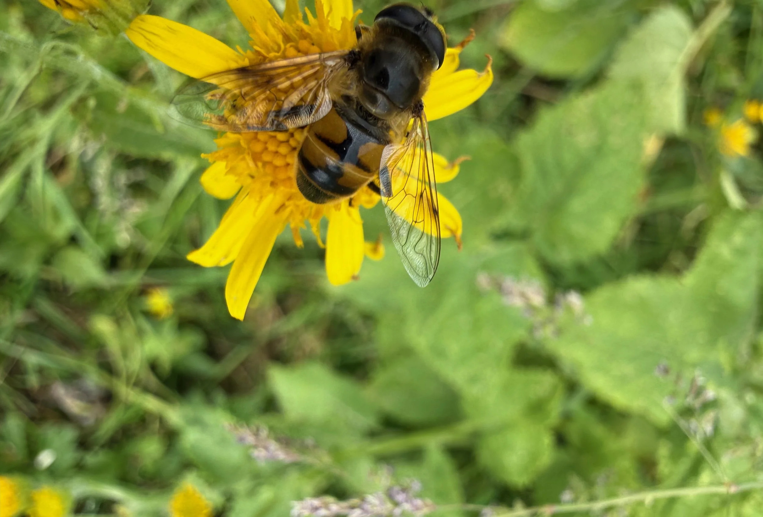 insektencamp_dornbirn_mark_benecke_oesterreichische_entomologische_gesellschaft_vorarlberg - 79.jpeg