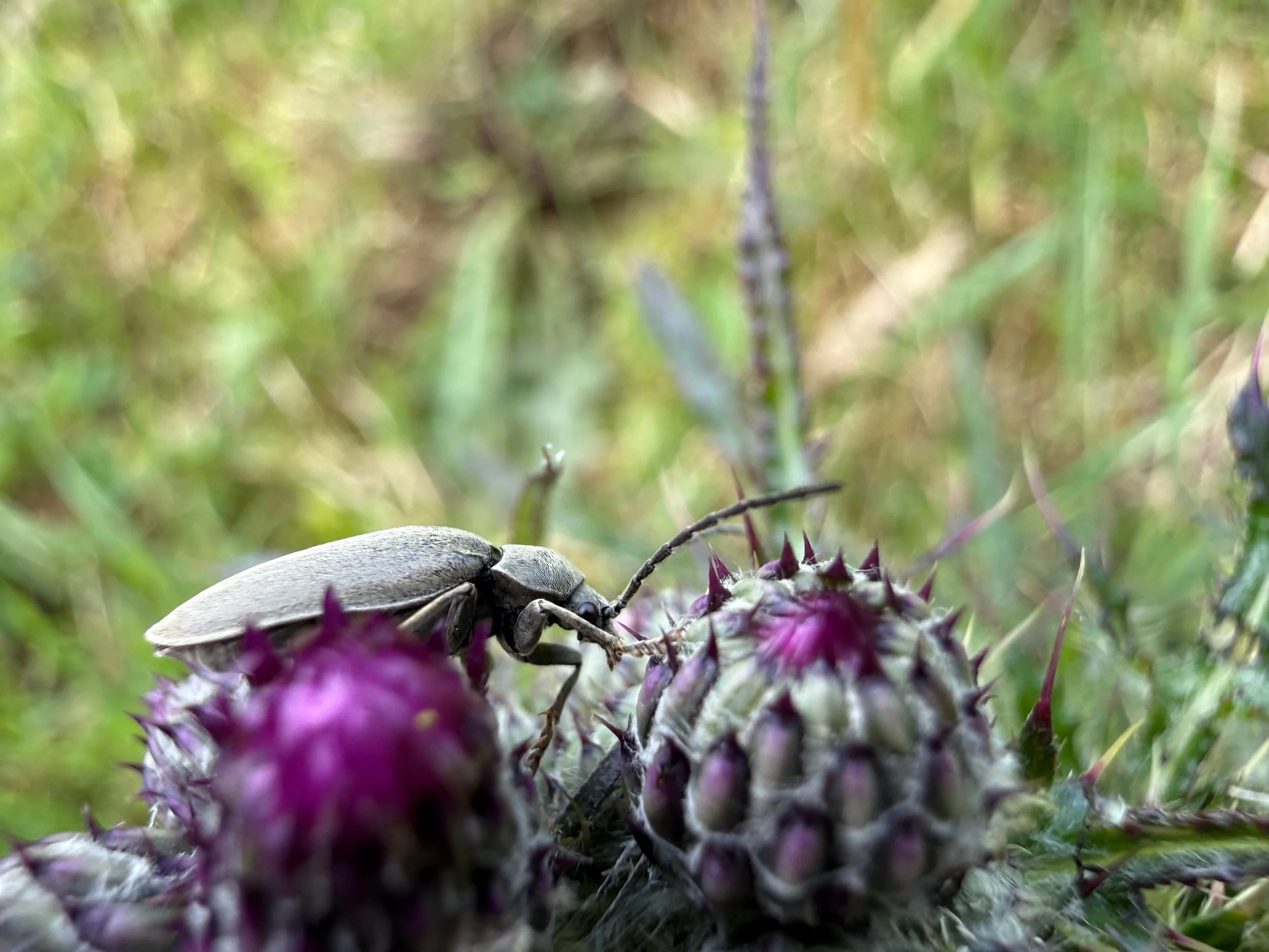 insektencamp_dornbirn_mark_benecke_oesterreichische_entomologische_gesellschaft_vorarlberg - 80.jpeg