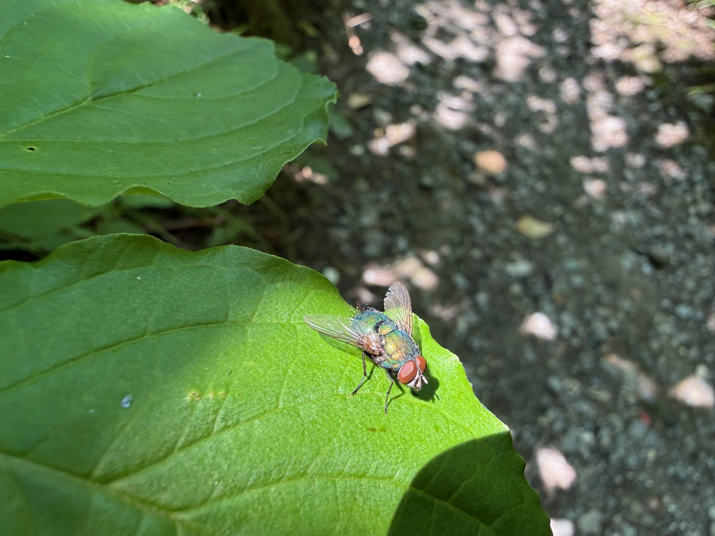 insektencamp_dornbirn_mark_benecke_oesterreichische_entomologische_gesellschaft_vorarlberg - 69.jpeg